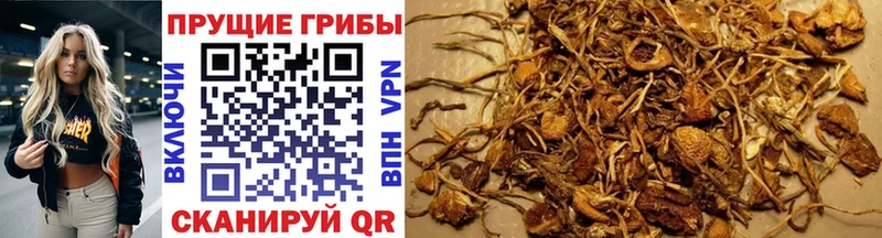 Галлюциногенные грибы Psilocybe  OMG онион  Волоколамск 